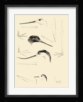 Waterbird Sketchbook V Framed Print