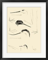 Waterbird Sketchbook V Framed Print