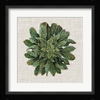 Spherical Leaves I Fine Art Print