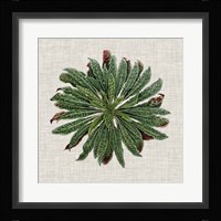 Spherical Leaves II Fine Art Print