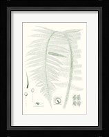 Verdure Ferns IX Fine Art Print