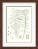Verdure Ferns IX Fine Art Print