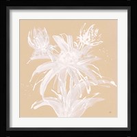Echinacea III Framed Print