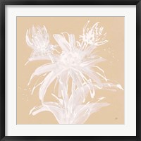 Echinacea III Framed Print