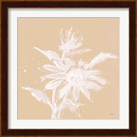 Echinacea II Fine Art Print