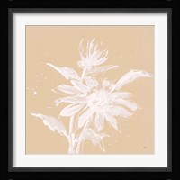 Echinacea II Framed Print