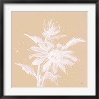 Echinacea II Framed Print