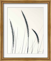 Field Grasses IV BW Crop Fine Art Print