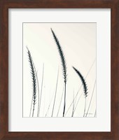 Field Grasses IV BW Crop Fine Art Print