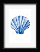 Scallop Shell Fine Art Print