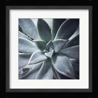 A Succulent Life Fine Art Print