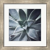 A Succulent Life Fine Art Print