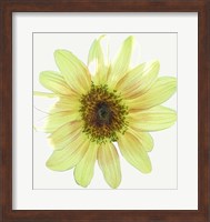 Coming Up Daisy Fine Art Print