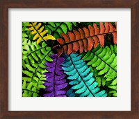 Feel the Fern Fine Art Print