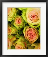 Green & Pink Rose Bouquet Fine Art Print