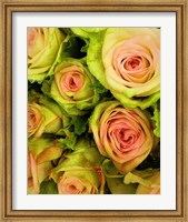 Green & Pink Rose Bouquet Fine Art Print
