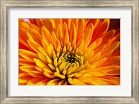 Other Beautiful Things Fine Art Print