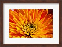 Other Beautiful Things Fine Art Print