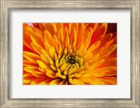 Other Beautiful Things Fine Art Print