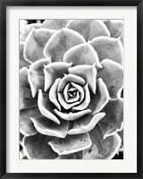 Peace Love & Succulent black and white Fine Art Print