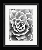 Peace Love & Succulent black and white Fine Art Print