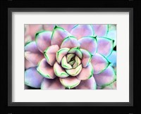 Succ You Fine Art Print