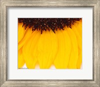 Sunflower Closeup Fine Art Print