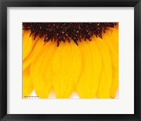 Sunflower Closeup Fine Art Print