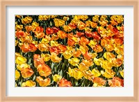 Tulip Wave Fine Art Print