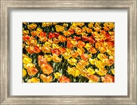 Tulip Wave Fine Art Print