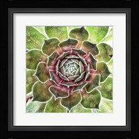 What up Succa Fine Art Print