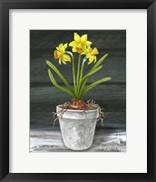 Farmhouse Garden I-Daffodils Framed Print