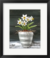 Farmhouse Garden II-White Daffodils Framed Print