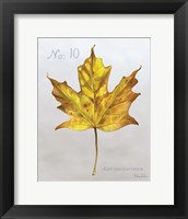 Autumn Leaves on Gray I-Maple Fine Art Print