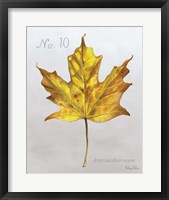 Autumn Leaves on Gray I-Maple Framed Print