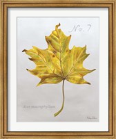 Autumn Leaves on Gray II-Maple 2 Fine Art Print