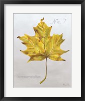 Autumn Leaves on Gray II-Maple 2 Framed Print