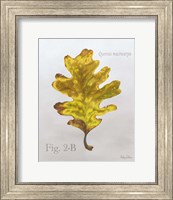 Autumn Leaves on Gray III-Oak Fine Art Print