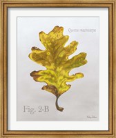 Autumn Leaves on Gray III-Oak Fine Art Print