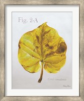 Autumn Leaves on Gray IV-Redbud Fine Art Print