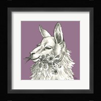 Llama Framed Print
