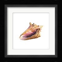 Oceanum Shells White I-Conch Framed Print