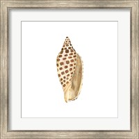 Oceanum Shells White II-Junonia Fine Art Print