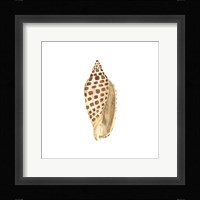 Oceanum Shells White II-Junonia Framed Print