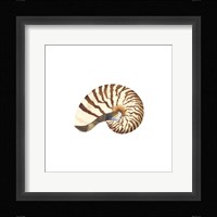 Oceanum Shells White III-Nautilus Framed Print