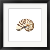 Oceanum Shells White III-Nautilus Framed Print