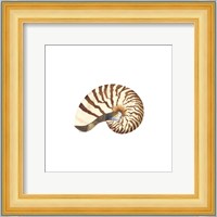 Oceanum Shells White III-Nautilus Fine Art Print