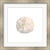 Oceanum Shells White IV-Sand Dollar Fine Art Print
