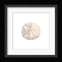 Oceanum Shells White IV-Sand Dollar Framed Print