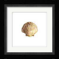 Oceanum Shells White V-Scallop Framed Print